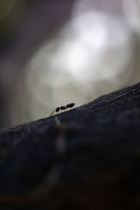 Close-up of insect on plant