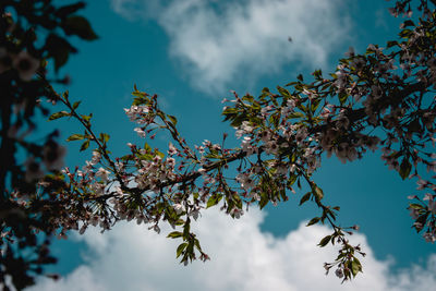 Low angle view of flowering tree against sky