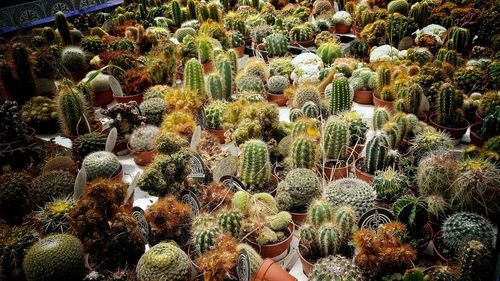 Cactus plants