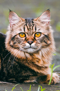 Close-up portrait of cat