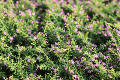 Close-up of purple flowering plants on field