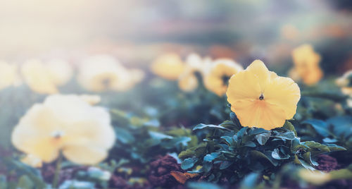 Close-up of yellow flowering plant