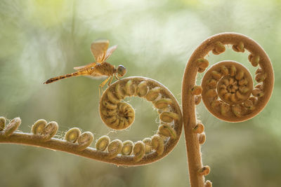 Dragonflies on artifacial plant