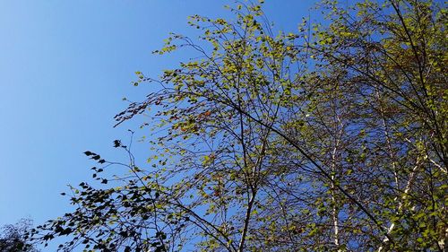 Low angle view of a tree