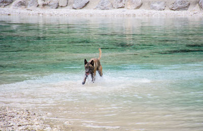 Dog running in water.