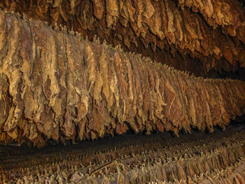 Full frame shot of tobacco leaves drying in barn