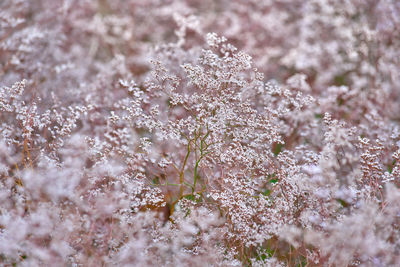 Close-up of frozen cherry blossom during winter