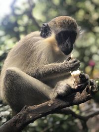 Monkey sitting on branch