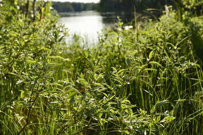 Close-up of plants growing on land