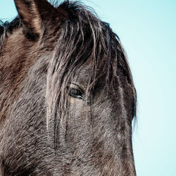 Beatutiful black horse portrait in the meadow