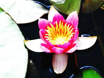 Close-up of lotus water lily in pond