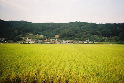 Scenic view of landscape against clear sky