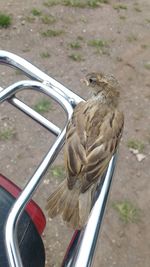 Close-up of bird on motorcycle