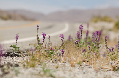 Close-up of flowers growing in field