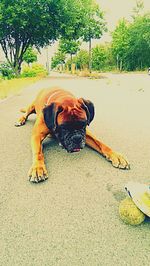 Dog looking at camera