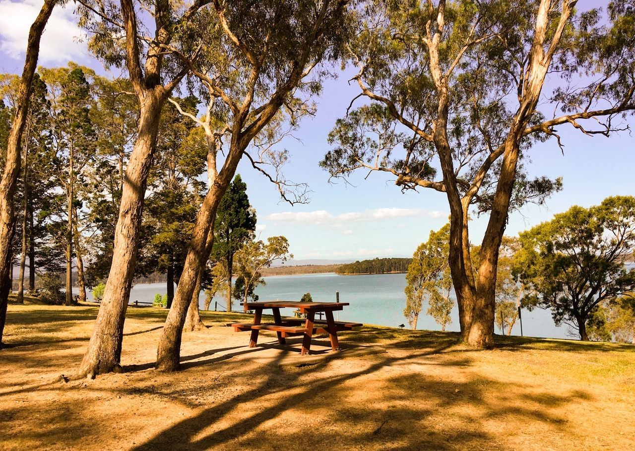 tree, water, tranquility, tranquil scene, sky, scenics, bench, nature, beauty in nature, sea, relaxation, branch, leisure activity, tree trunk, men, vacations, lifestyles, beach, sitting