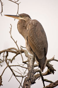 Close-up of bird perching on branch against sky