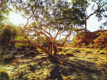 Sun shining through trees