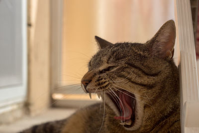 Close-up of cat yawning