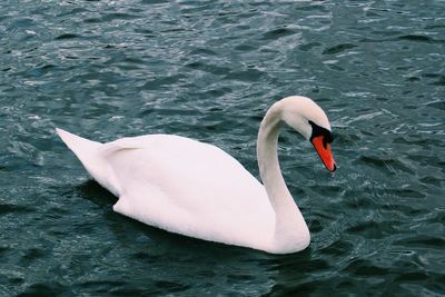 Swan swimming in water