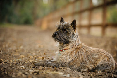 Close-up of dog sitting outdoors