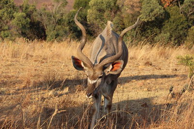 Kudu by grass on field