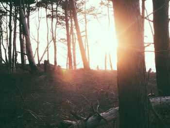 Sun shining through trees in forest