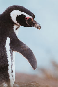 Magellanic penguin in patagonia.