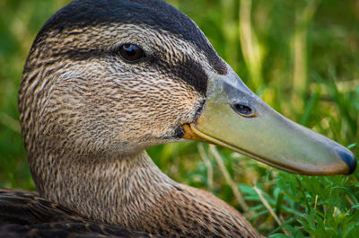 Close-up of a duck