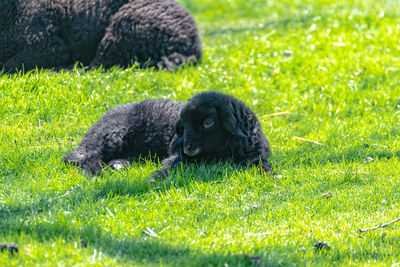 Black baby sheep lies on the meadow