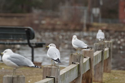 Seagulls perching on water