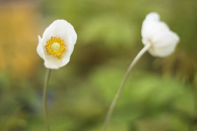 Close-up of white flowering plant