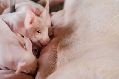 High angle view of piglets by pig