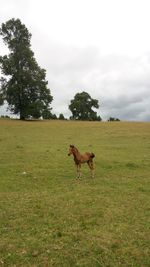 Dog on field against sky