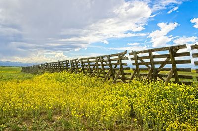 Yellow flowering plants on field against sky