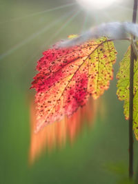 Close-up of maple leaves on tree against sky