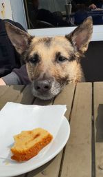Close-up of a dog