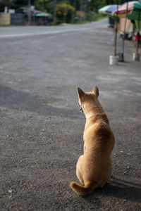 Rear view of cat on road