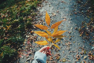 Cropped image of hand holding autumn leaves