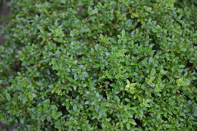 Full frame shot of plants growing in garden