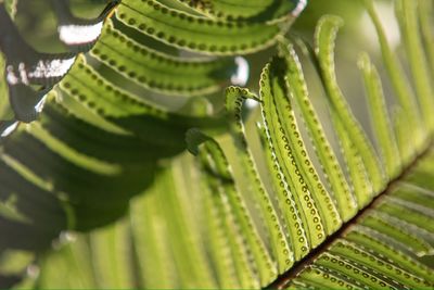 Close-up of snake on plant