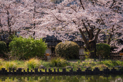 View of cherry blossom trees at cemetery