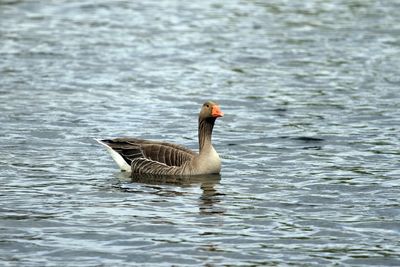 Goose swimming in lake