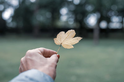 Close-up of hand holding maple leaf