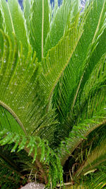 Close-up of leaves