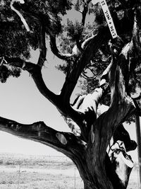 Low angle view of trees against clear sky