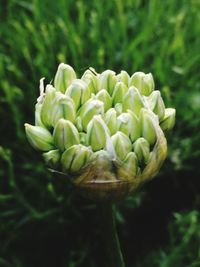 Close-up of flowering plant