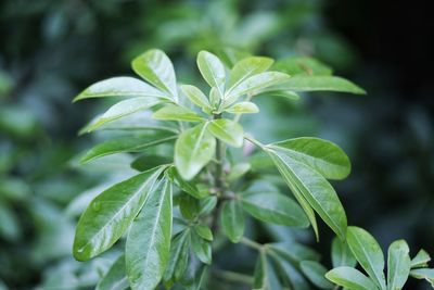 Close-up of fresh green leaves