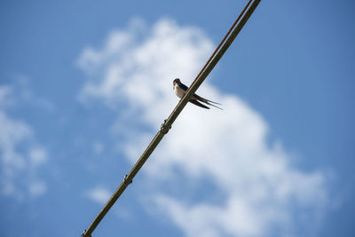 Low angle view of bird perching on cable against sky