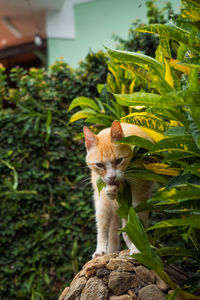 Portrait of a cat sitting outdoors